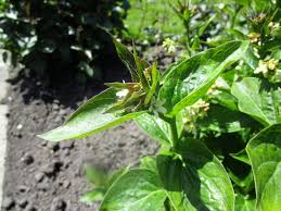 Attēlu rezultāti vaicājumam “Vincetoxicum hirundinaria leaf”