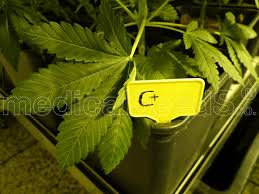 Resultado de imagen para la marihuana channel