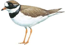 Attēlu rezultāti vaicājumam “Charadrius hiaticula adult”