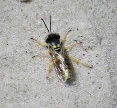 Attēlu rezultāti vaicājumam “Bembix rostrata”