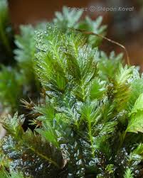 Attēlu rezultāti vaicājumam “Fissidens adianthoides”