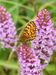 Attēlu rezultāti vaicājumam “Mellicta athalia”