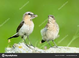 Attēlu rezultāti vaicājumam “Oenanthe oenanthe juvenile”
