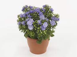 Image result for Campanula moesiaca