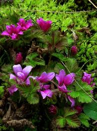 Attēlu rezultāti vaicājumam “Rubus arcticus”