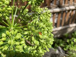 Image result for Angelica archangelica