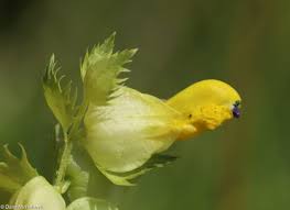 Attēlu rezultāti vaicājumam “Rhinanthus serotinus fruit”
