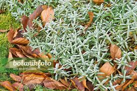 Attēlu rezultāti vaicājumam “Cerastium tomentosum leaf”