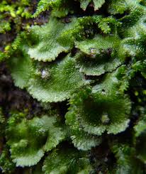 Attēlu rezultāti vaicājumam “Marchantiopsida”