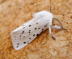 Attēlu rezultāti vaicājumam “Spilosoma lubricipeda”