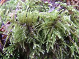 Attēlu rezultāti vaicājumam “Eurhynchium striatum”