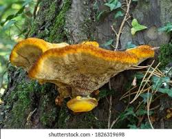 Attēlu rezultāti vaicājumam “Phaeolus schweinitzii”