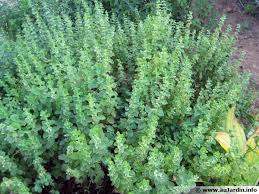 Image result for Melisse