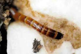 Attēlu rezultāti vaicājumam “Rhynocoris annulatus nymph”