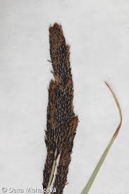 Attēlu rezultāti vaicājumam “Carex acuta fruit”