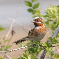 Image result for Emberiza leucocephalos