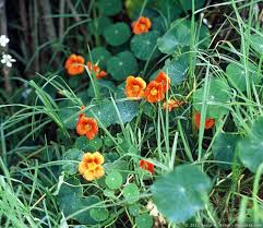 Attēlu rezultāti vaicājumam “Tropaeolaceae”