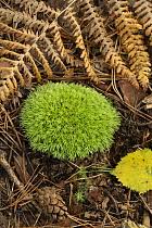 Attēlu rezultāti vaicājumam “Dicranales”