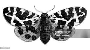 Attēlu rezultāti vaicājumam “Arctia caja larva”