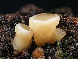 Attēlu rezultāti vaicājumam “Neobulgaria pura”