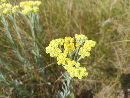 Attēlu rezultāti vaicājumam “Helichrysum arenarium leaf”