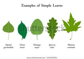 Attēlu rezultāti vaicājumam “Ulmus laevis leaf”