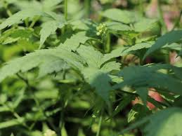 Image result for Christophskraut