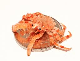 Image result for Lithodes maja