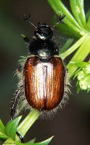 Attēlu rezultāti vaicājumam “Phyllopertha horticola”