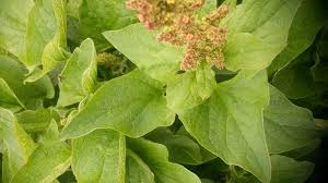 Attēlu rezultāti vaicājumam “Chenopodium bonus-henricus leaf”