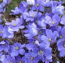 Attēlu rezultāti vaicājumam “Hepatica nobilis”