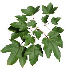 Attēlu rezultāti vaicājumam “Acer pseudoplatanus”