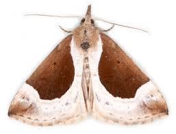 Attēlu rezultāti vaicājumam “Hypena crassalis”