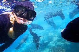 Image result for Wyndley Seals Snorkelling Club