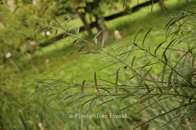 Attēlu rezultāti vaicājumam “Salix repens subsp. rosmarinifolia”