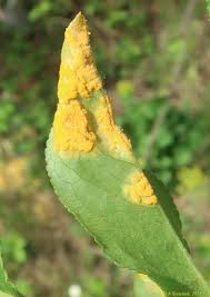 Attēlu rezultāti vaicājumam “Melampsora epitea”