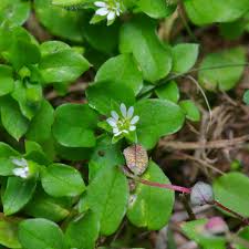 Attēlu rezultāti vaicājumam “Stellaria crassifolia leaf”