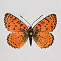 Attēlu rezultāti vaicājumam “Melitaea didyma male”