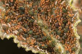 Attēlu rezultāti vaicājumam “Aphis farinosa”