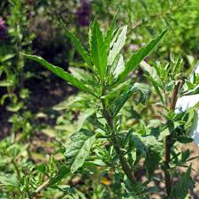 Image result for Chenopodium ambrosioides