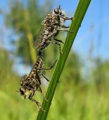 Attēlu rezultāti vaicājumam “Rabdophaga degeeri”