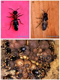 Attēlu rezultāti vaicājumam “Mutilla europaea”