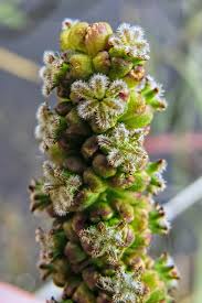 Attēlu rezultāti vaicājumam “Juncaginaceae”