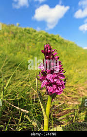 Attēlu rezultāti vaicājumam “Dactylorhiza russowii leaf”