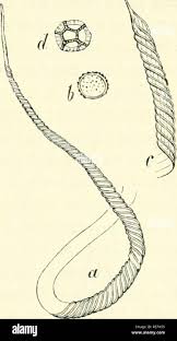Attēlu rezultāti vaicājumam “Arcyria incarnata spores”