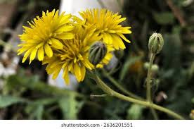 Attēlu rezultāti vaicājumam “Crepis tectorum”