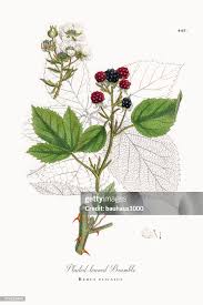Attēlu rezultāti vaicājumam “Rubus plicatus flower”