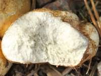 Attēlu rezultāti vaicājumam “Rhizopogon luteolus”