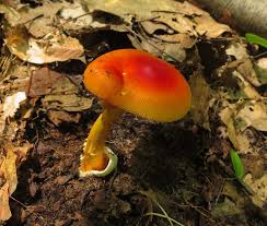 Attēlu rezultāti vaicājumam “Cribraria oregana spores”