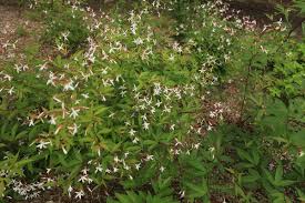 Attēlu rezultāti vaicājumam “Gillenia trifoliata flower”